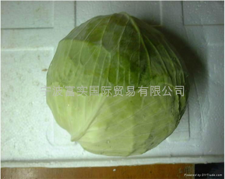 FRESH CABBAGE