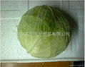 FRESH CABBAGE 1