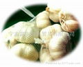 FRESH GARLIC