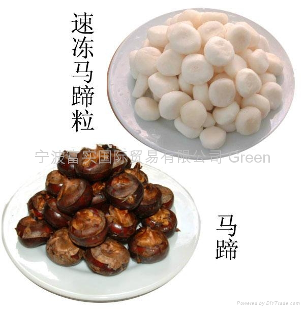 frozen water chestnut slice (China Trading Company) Processed