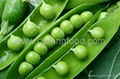 frozen green peas 1