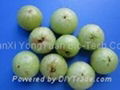 Amla extract supplement 