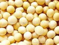 Soybean P.E. Soy Isoflavone40% 80%  for women's health 3