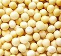 Soybean P.E. Soy Isoflavone40% 80%  for women's health