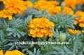 Manufacturer supply hiagh quality Marigold P.E Lutein 2% 20% natural color agent