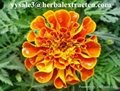 Manufacturer supply hiagh quality Marigold P.E Lutein 2% 20% natural color agent