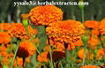 Manufacturer supply hiagh quality Marigold P.E Lutein 2% 20% natural color agent