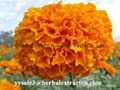 Manufacturer supply hiagh quality Marigold P.E Lutein 2% 20% natural color agent