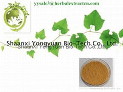 Ivy Extract Hederacoside C 