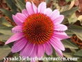 hot-selling Echinacea  Polyphenol,Cichoric Acid