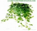 multiple pharmacological raw ingredient Chinese Ivy Extract Hederacosides 10% 