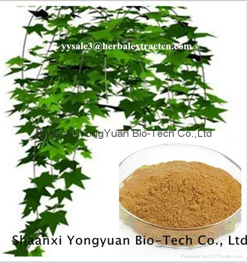 multiple pharmacological raw ingredient Chinese Ivy Extract Hederacosides 10%  2