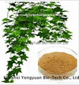 multiple pharmacological raw ingredient Chinese Ivy Extract Hederacosides 10% 