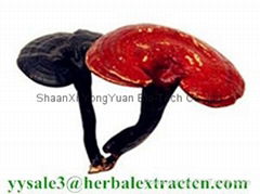 manufacturer supply  Reishi Mushroom Extract 10-30%Polysaccharides