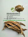 manufacturer supply  Reishi Mushroom Extract 10-30%Polysaccharides