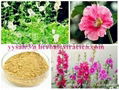 SALE! Manufacture supply top quality Althaea root extract 3