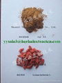 Wolfberry P.E （Goji berry extract）