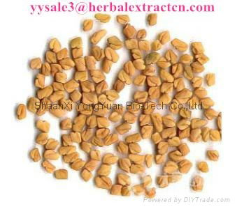 Fenugreek Seed P.E. 4-Hydroxyisoleucine 20% weight control blood glucose protec 2