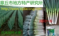 鐵杆大蔥種子