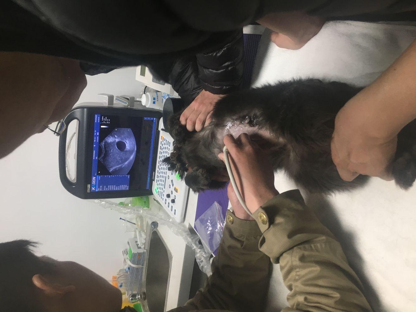 DCU10 Veterinary Color Doppler System 3