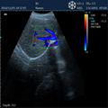 DCU12 Veterinary Color Doppler System