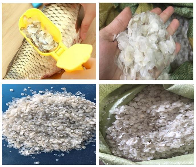 Dried Fish Scales for Collagen Industry 3