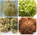 Dried Seaweed with High Quality and Best Price 4