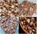 Dried Betel Nuts with High Quality 4