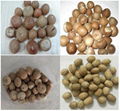 Dried Betel Nuts with High Quality 3