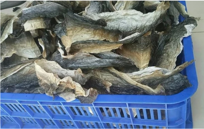 Dried Fish Skin with High Quality 3