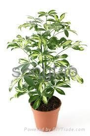 Professional Supplier of Artificial Bonsai Tree with High Quality at Best Price 3