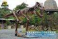 Tyrannosaurus rex Skeleton