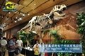Tyrannosaurus rex Skeleton for Exhibition 1