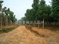 湖南贵州四川联营移植大小香樟树