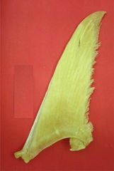  Pectoral Fin (21" inch)