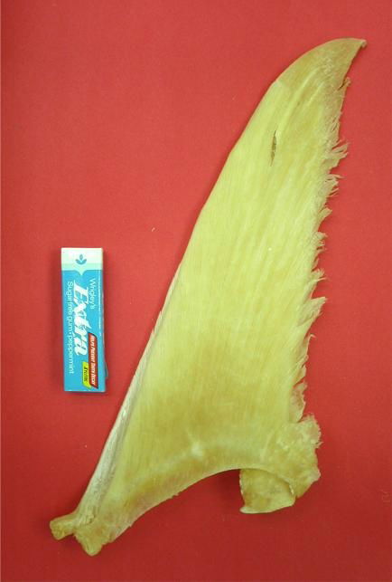  Pectoral Fin (14"-16" inch)