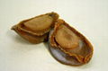 DRIED ABALONE