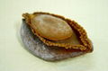 DRIED ABALONE