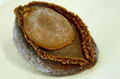 DRIED ABALONE 1