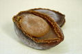 DRIED ABALONE