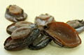 DRIED ABALONE