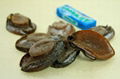 DRIED ABALONE 1