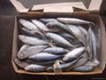 frozen mackerel 1