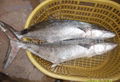 frozen mackerel 2