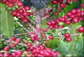 arabica coffee from yunnan china, best manufacturer supply 1