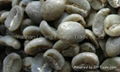 arabica green coffee bean AA grade from yunnan china 1