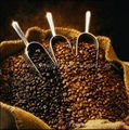 yunnan china arabica rosasted coffee beans supply for Starbucks and Nestle