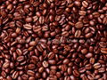 arabica coffee beans manufacturer oem and private lable service we can offer 1