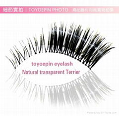 Cotton stalks false eyelash line