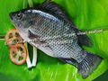 Frozen Black Tilapia (Oreochromis Niloticus)